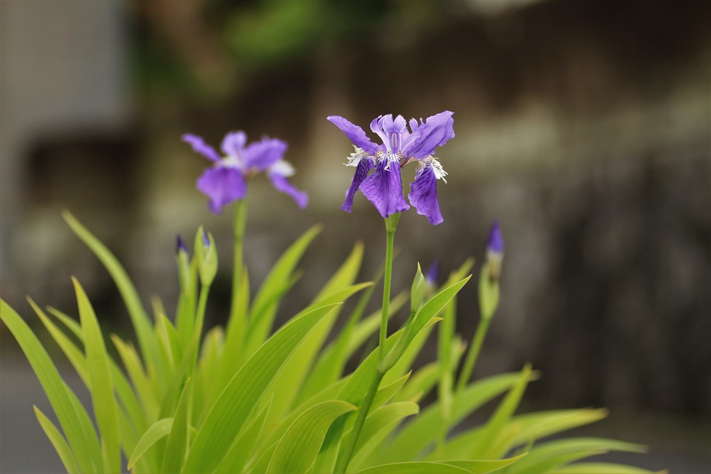 爽やかな菖蒲（あやめ）二輪