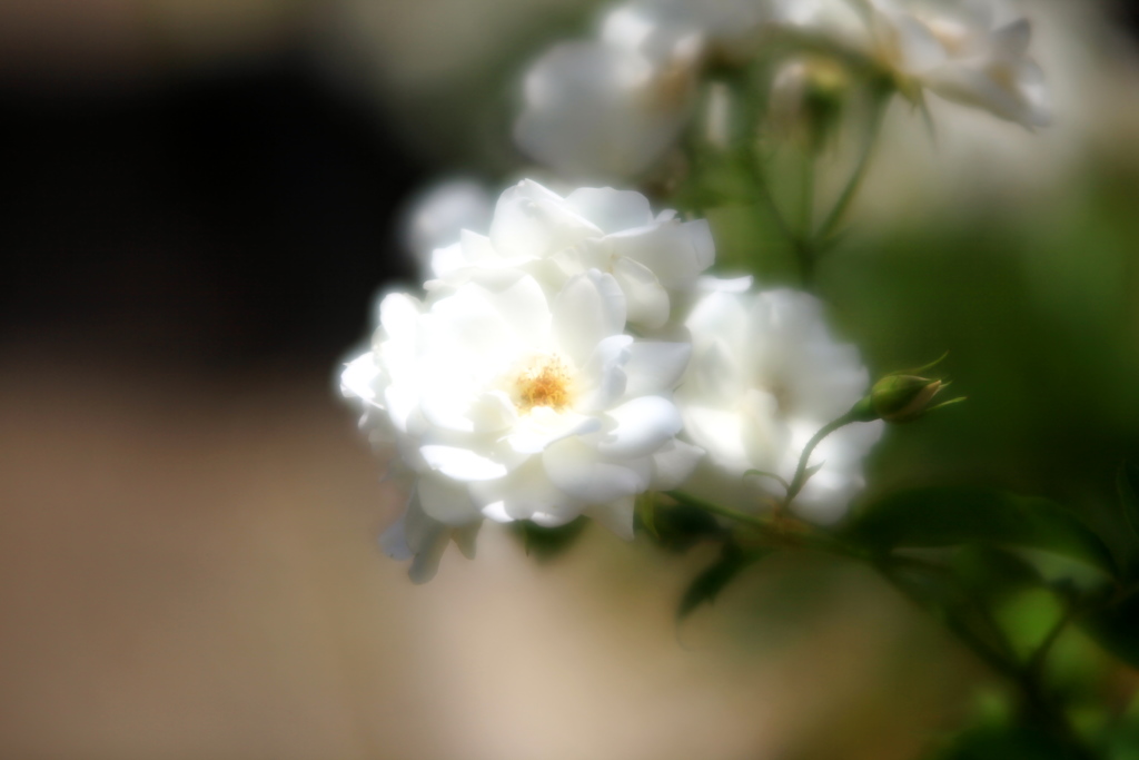 ソフトフォーカスの薔薇