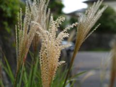 秋は来にけり