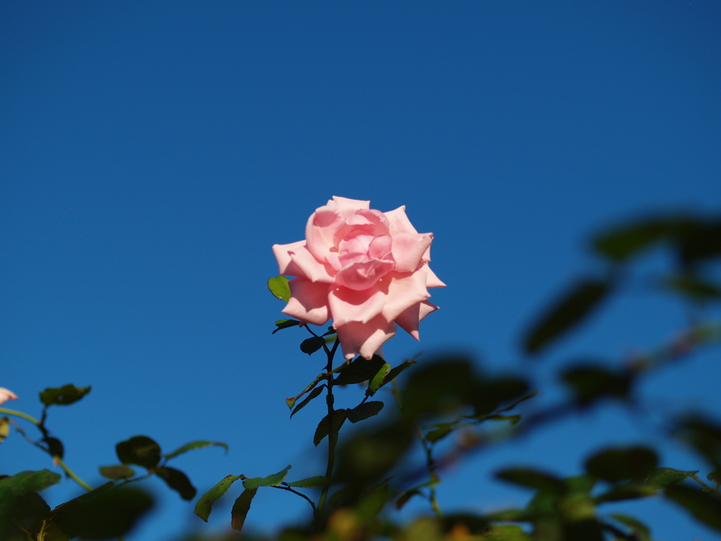 青空に咲く薔薇