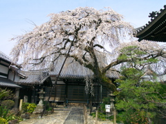 犬山の大桜