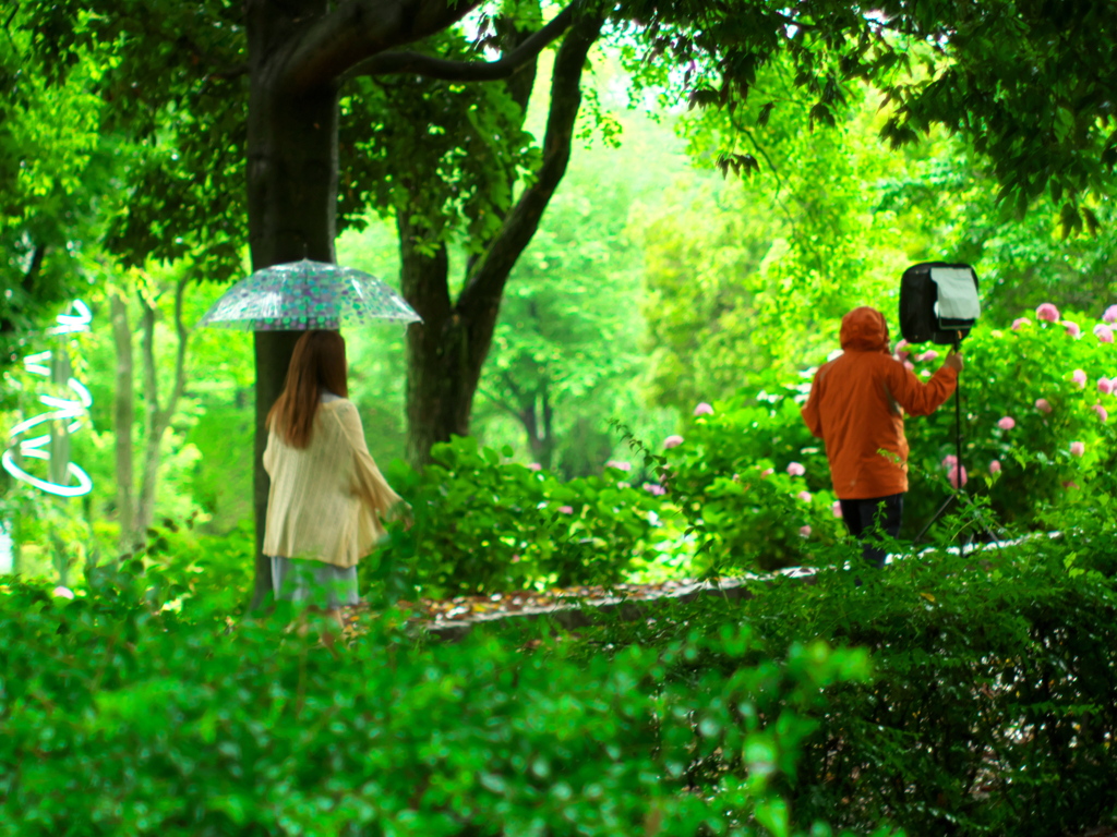 紫陽花雨中撮影会