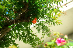 ザクロの花咲く
