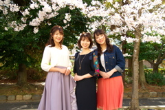 三人桜