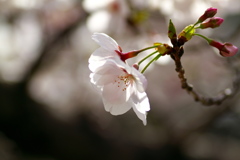 桜咲く