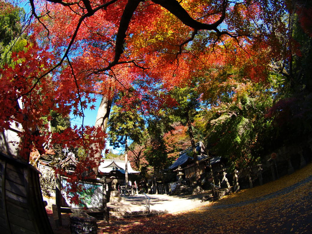 内々神社の紅葉