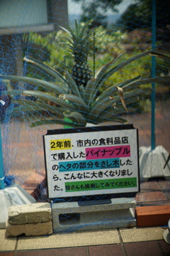 F1.1のボケ