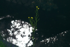 ひっそりと咲く菜の花