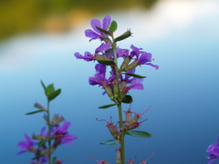 水辺に咲く花