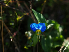 つゆ草