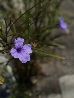 道路脇に咲く花