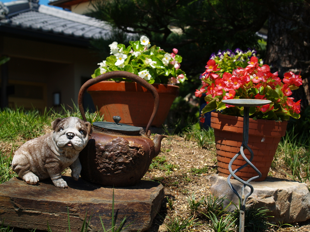庭先にて
