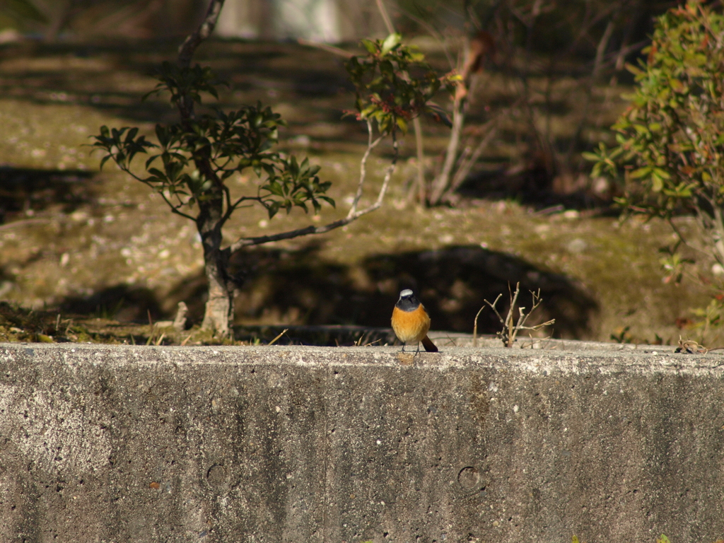 鳥撮るは険し