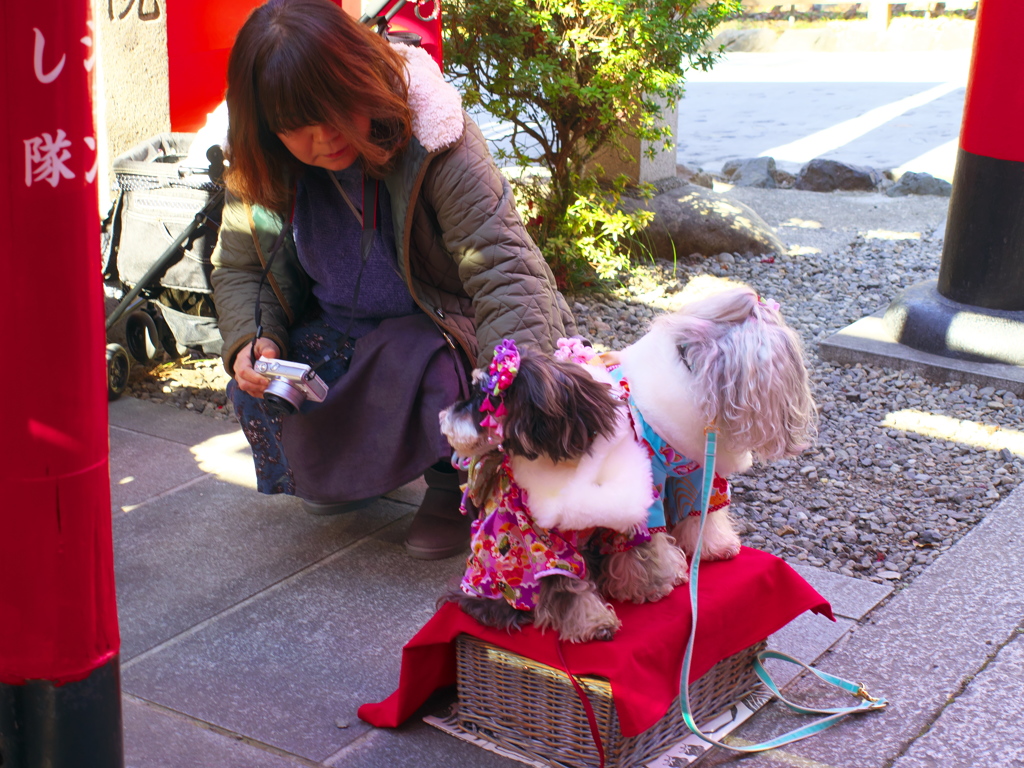 お犬様撮影会
