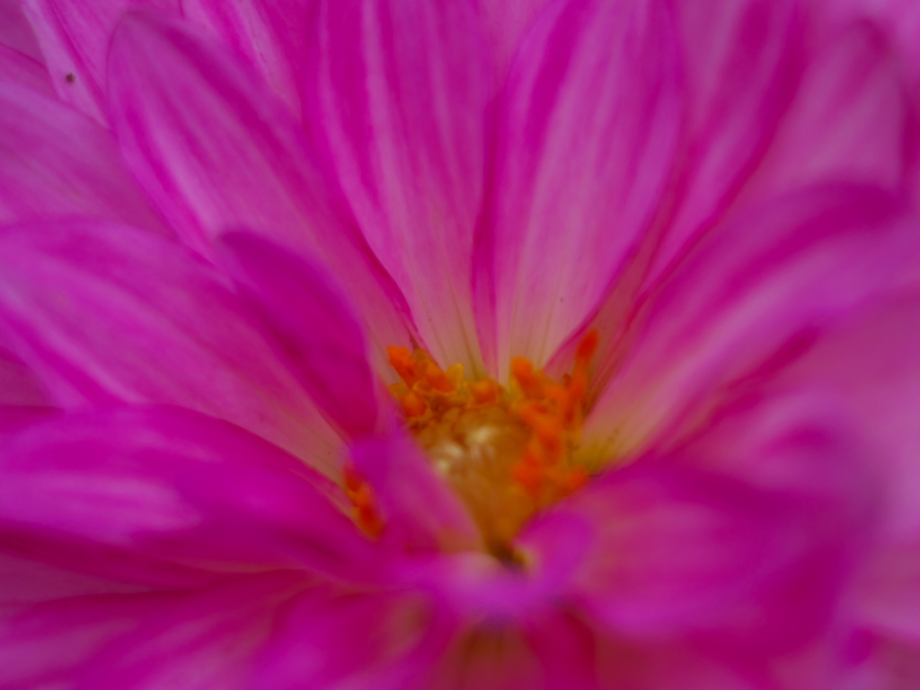 ダリアの花芯
