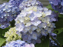 自宅の紫陽花