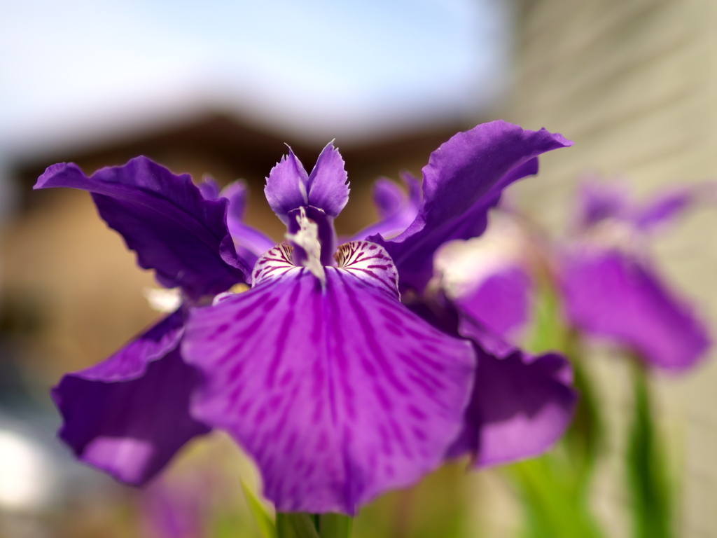 菖蒲咲く