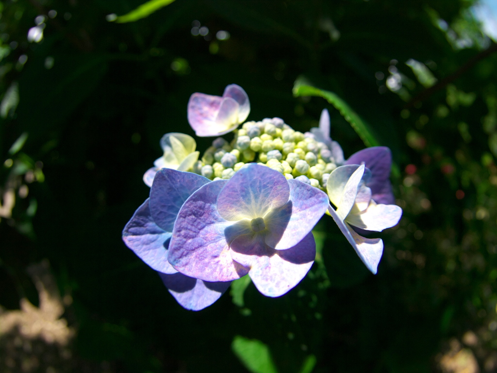 紫陽花にフィッシュアイ