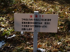 春の足音