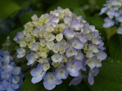 自宅の紫陽花