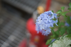 F1.1のボケ