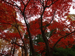 森の紅葉