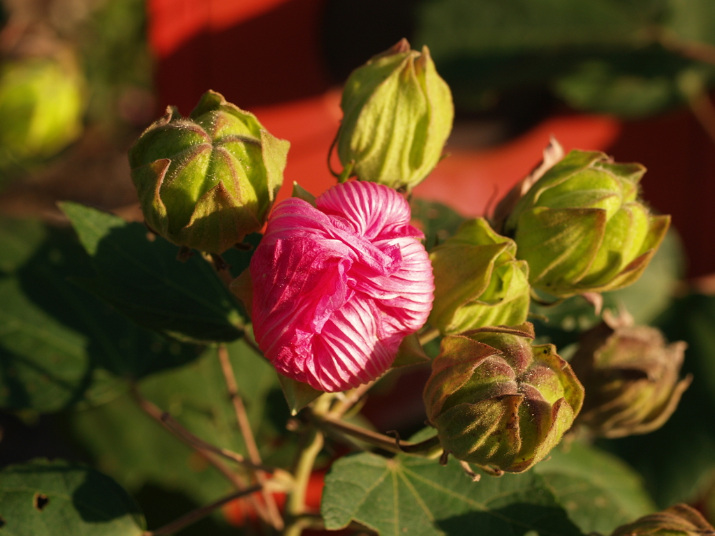 芙蓉閉じる