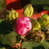 芙蓉閉じる