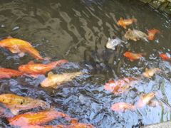 飛騨　古川