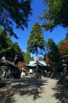 内々（うつつ）神社御神木