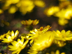 天上の花