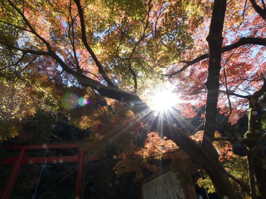 紅葉だす