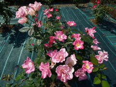 ピンクの薔薇