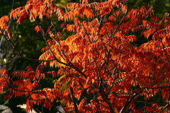 初代撮って出しの紅葉