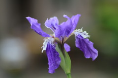 菖蒲（あやめ）が咲いたよ