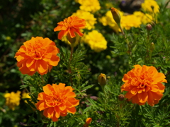 オレンジ・黄色の花