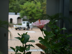 ハイビスカス