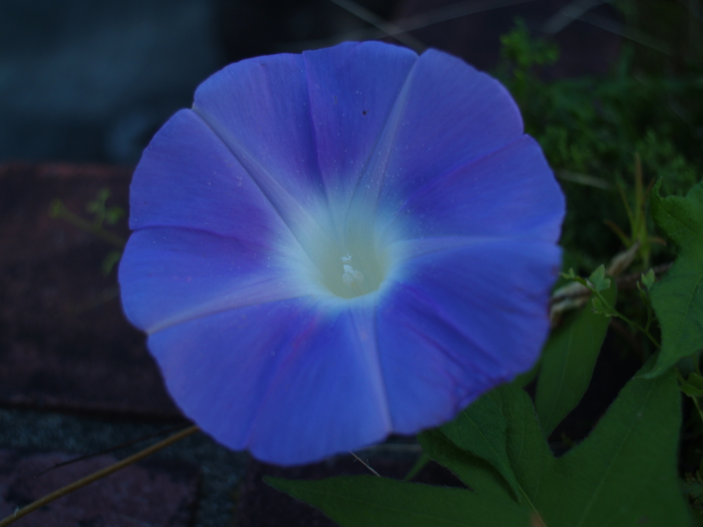 我が家の朝顔　オールドレンズで