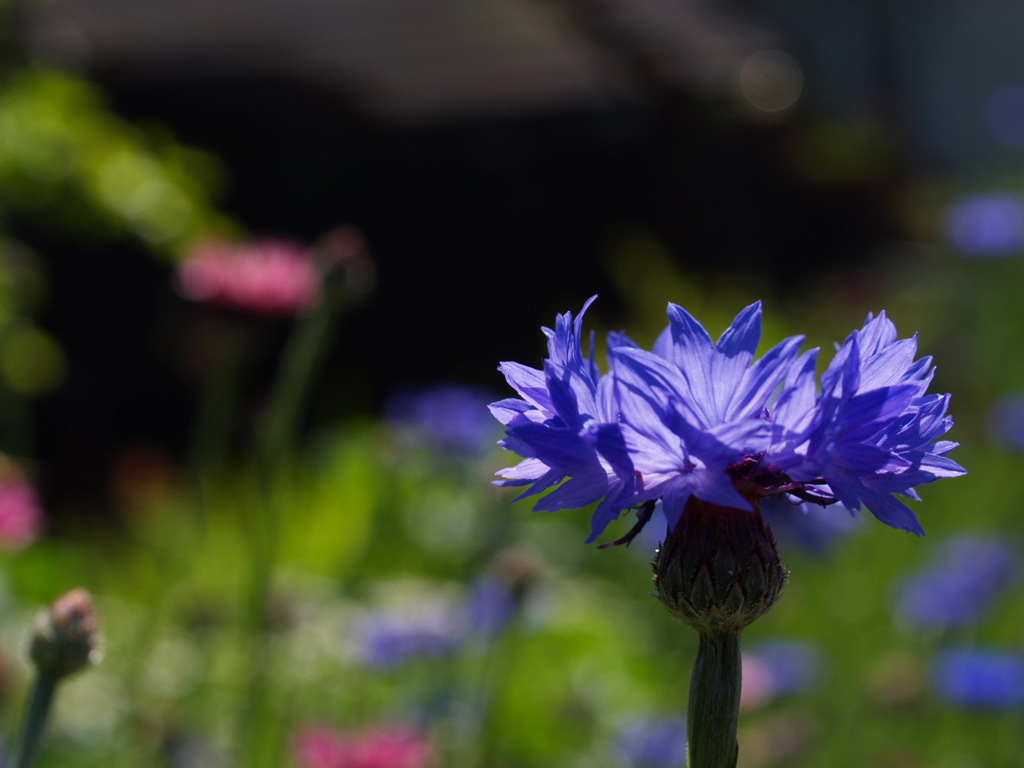 KODAK BLUEの花
