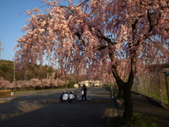 しだれ桜の下で