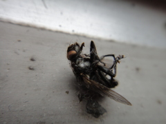 死体　蠅