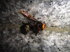 死体　蜂