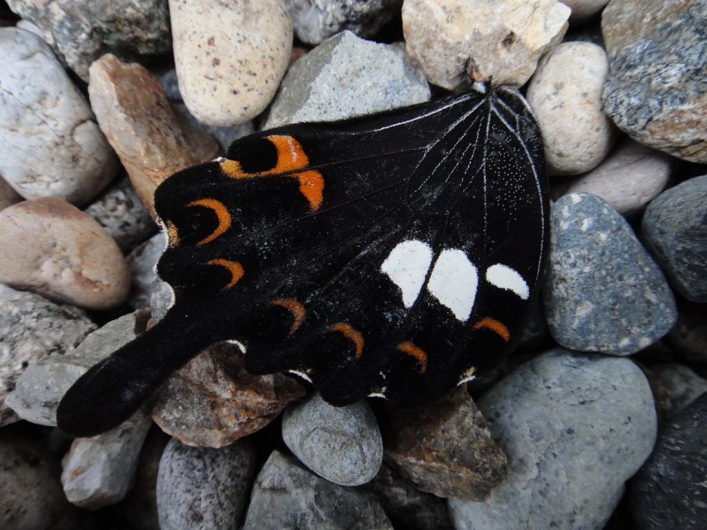 死体 蝶 By Hammingbird Id 写真共有サイト Photohito 死体 蝶 By Hammingbird Id 写真共有サイト Photohito