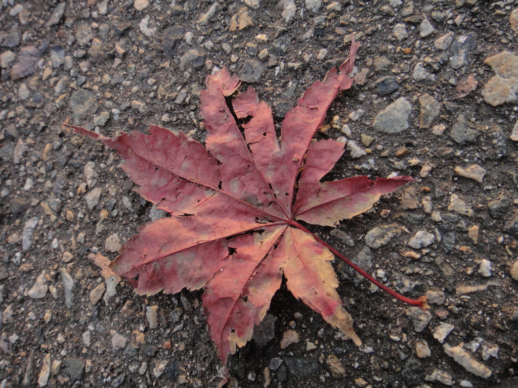 死体　紅葉