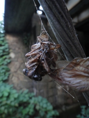死体　蝉