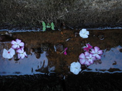 死体　花