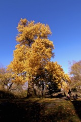 Central Park 