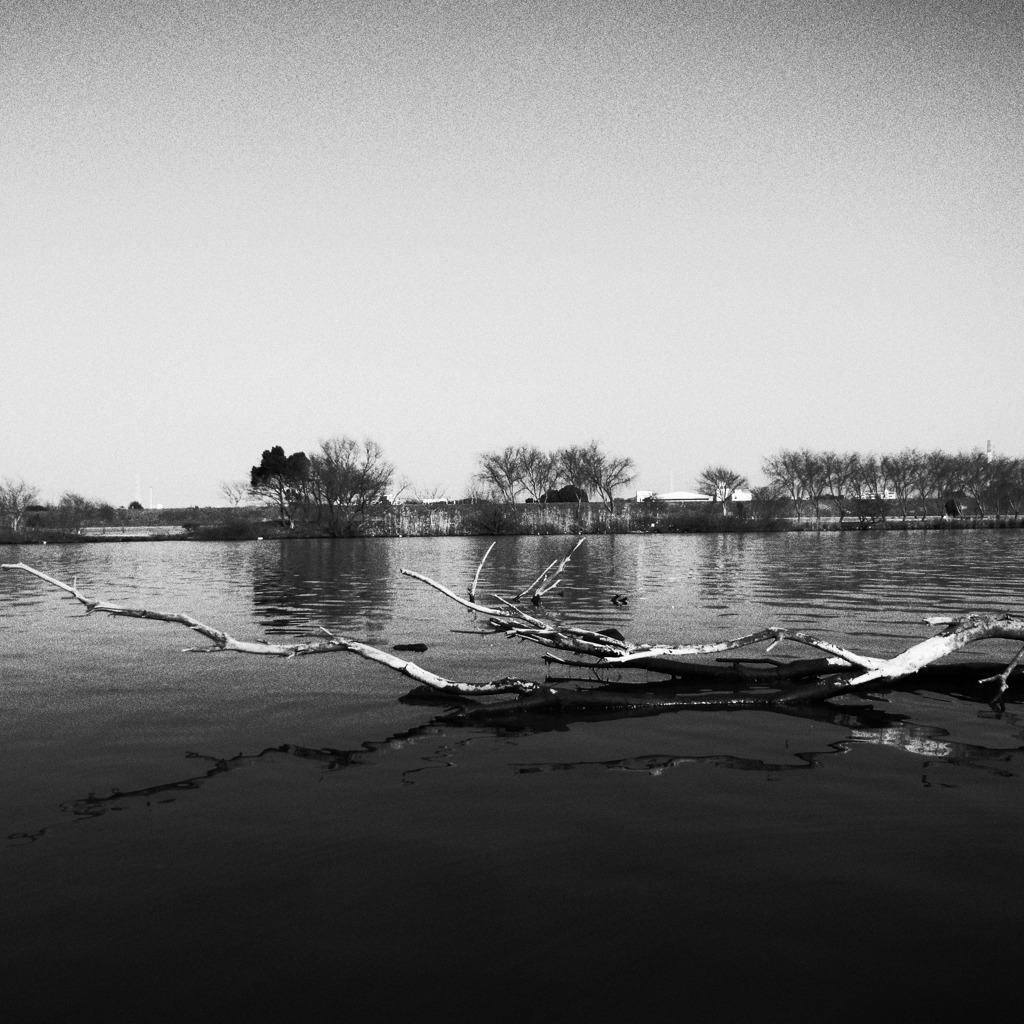 飾ってくれてありがとう