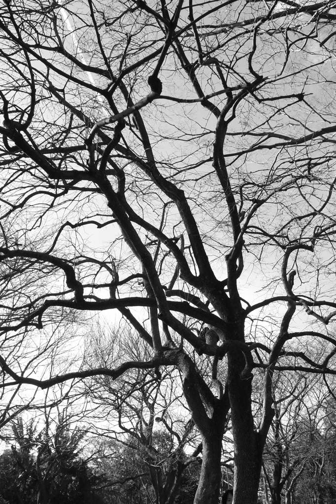 Tree of 2011