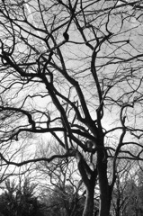 Tree of 2011